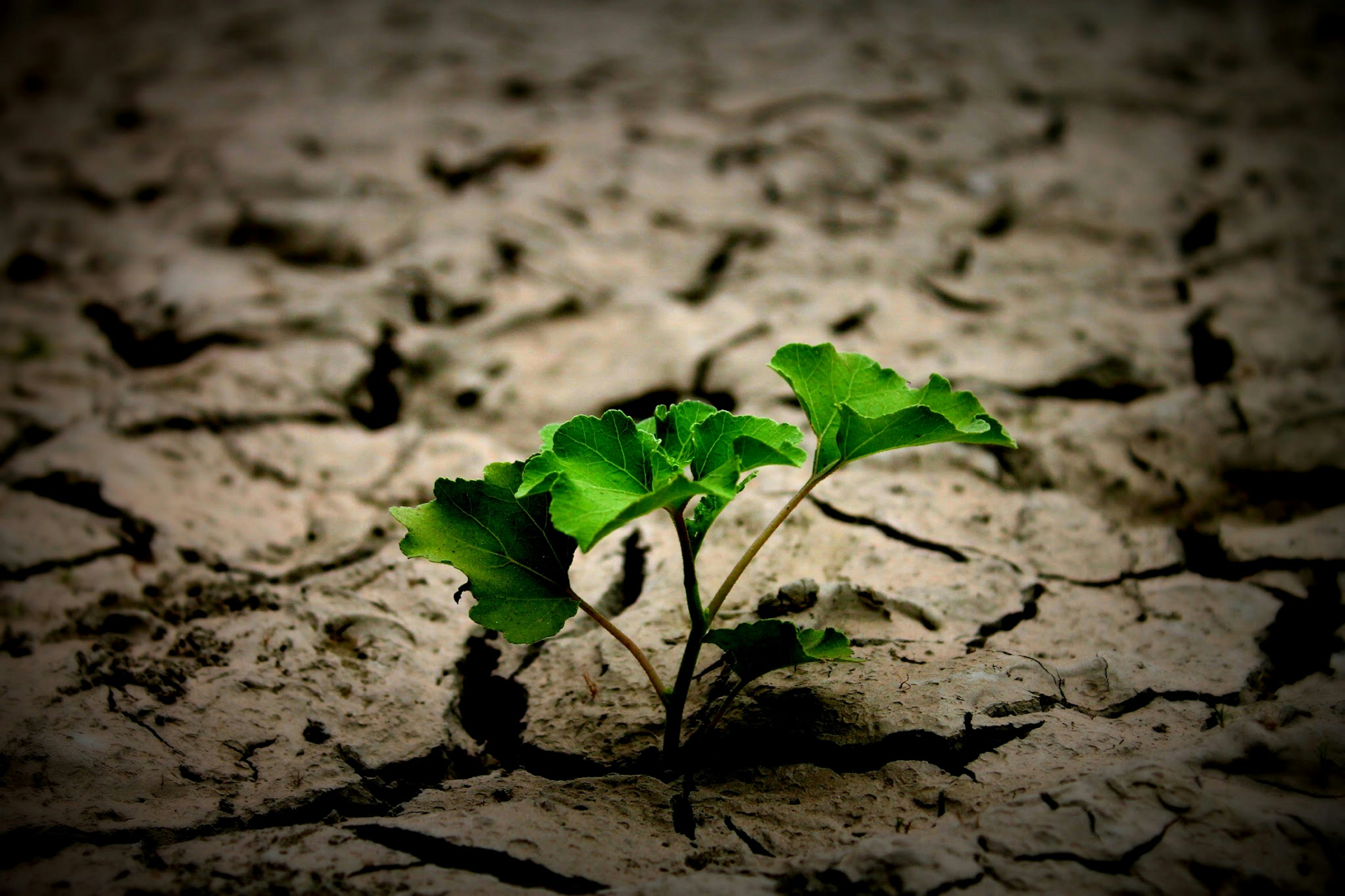 atiar-ahmed-y8yxmVvOrlY-unsplash